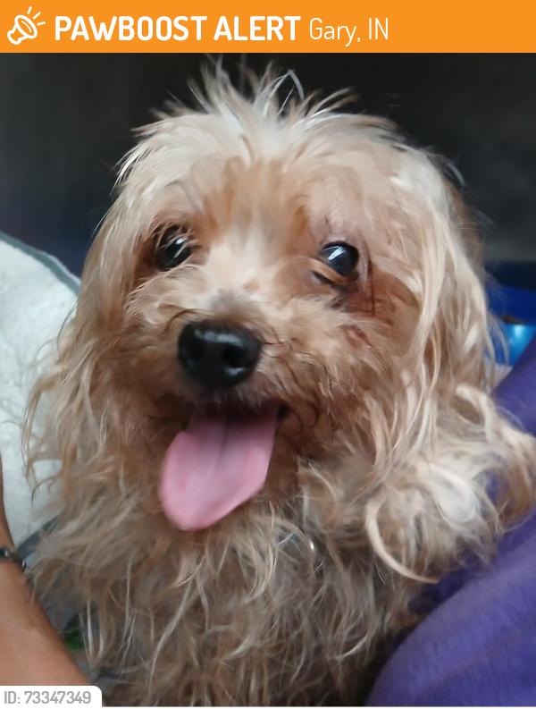 Found/Stray Male Dog last seen 44th Connecticut Gary, In 46409, Gary, IN 46409