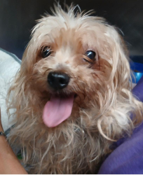 Found/Stray Male Dog last seen 44th Connecticut Gary, In 46409, Gary, IN 46409