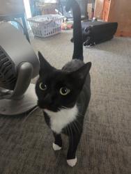 Lost Female Cat last seen North River Road and Stallion, Oceanside, CA 92057