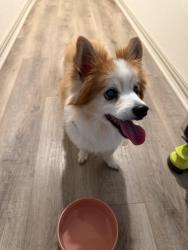 Reunited Male Dog last seen Nottingham, Denton, TX 76209
