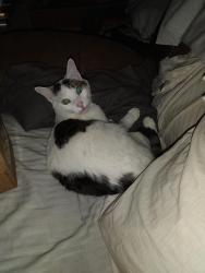 Lost Male Cat last seen State line and Millbranch, Southaven, MS 38671