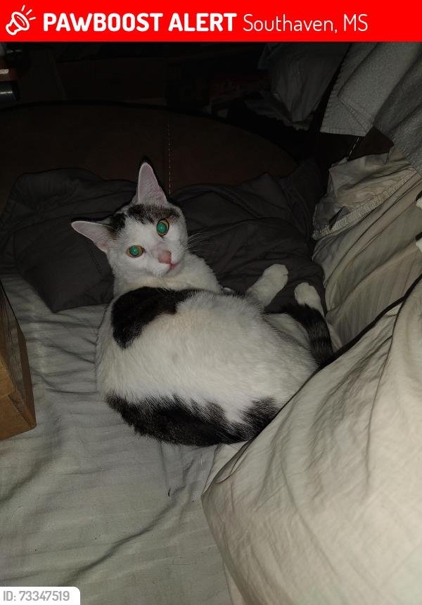 Lost Male Cat last seen State line and Millbranch, Southaven, MS 38671