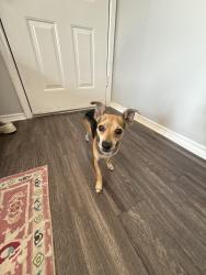 Found/Stray Male Dog last seen Velocity credit union on Braker and Plains trail, Austin, TX 78758