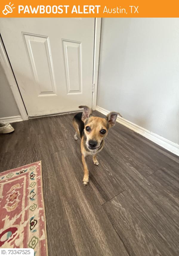 Found/Stray Male Dog last seen Velocity credit union on Braker and Plains trail, Austin, TX 78758