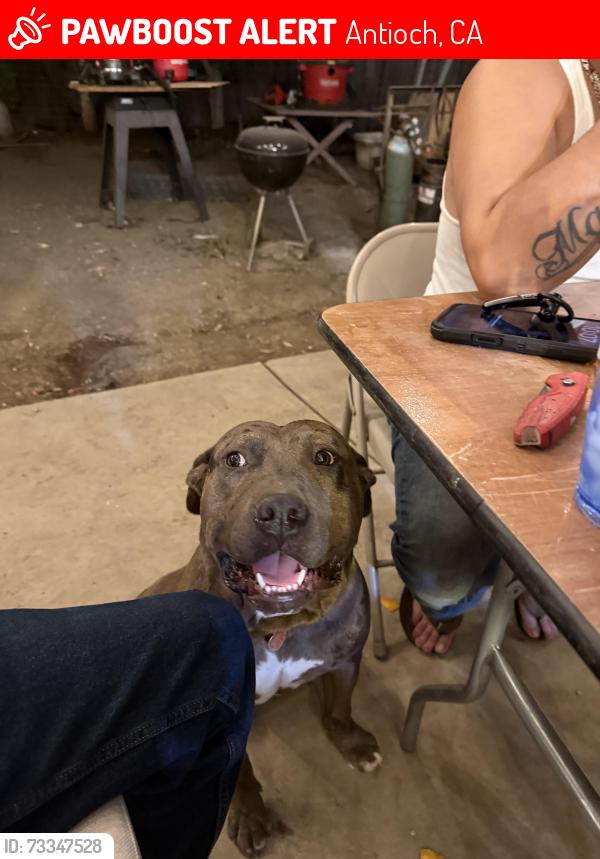 Lost Female Dog last seen Indian hills road, Antioch, CA 94531