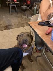 Lost Female Dog last seen Indian hills road, Antioch, CA 94531