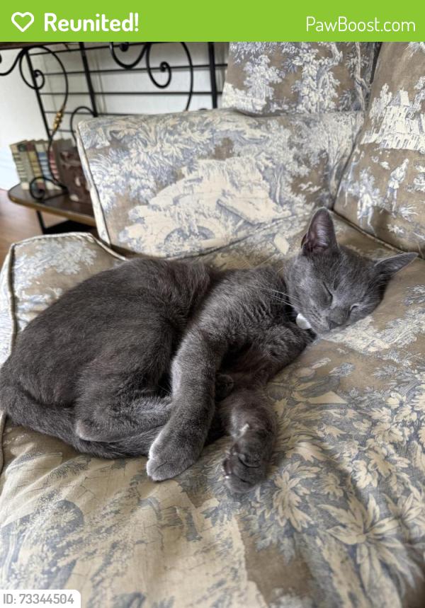 Reunited Male Cat last seen Anthony Rd and John’s Rd., Augusta, GA 30904