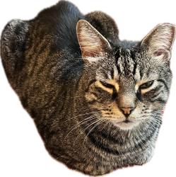 Found/Stray Male Cat last seen 16th & Euclid (Near Meridian Hill/Malcolm X Park), Washington, DC 20009