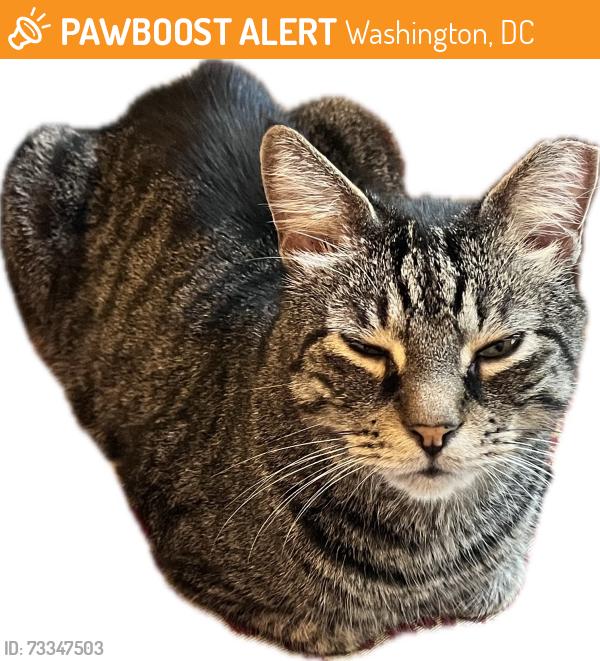 Found/Stray Male Cat last seen 16th & Euclid (Near Meridian Hill/Malcolm X Park), Washington, DC 20009