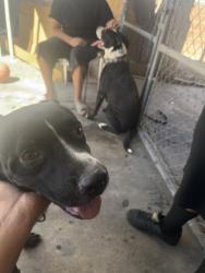 Found/Stray Male Dog last seen E Carey Ave and Pecos Rd, North Las Vegas, NV 89030