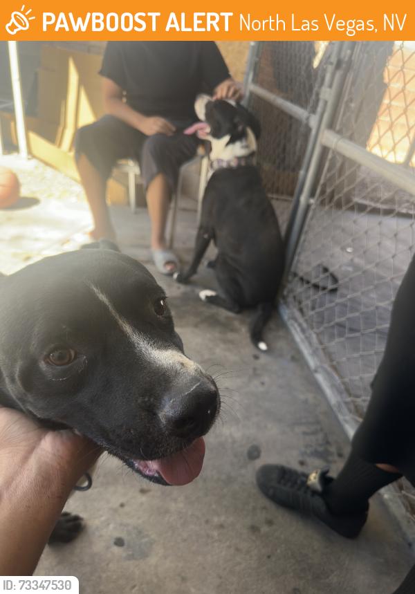 Found/Stray Male Dog last seen E Carey Ave and Pecos Rd, North Las Vegas, NV 89030