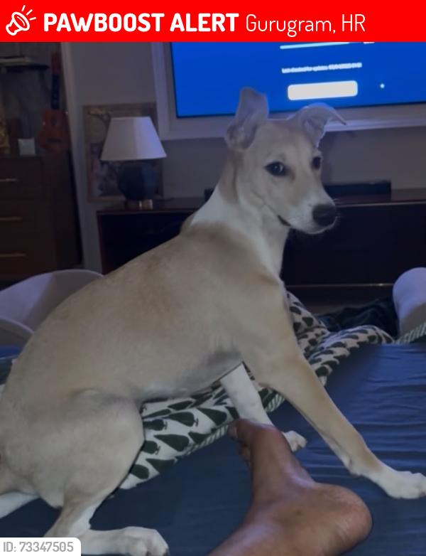 Lost Male Dog last seen Block F, shushant lok 2, sec 57, gurugram, 122002, Gurugram, HR 122011