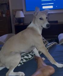 Lost Male Dog last seen Block F, shushant lok 2, sec 57, gurugram, 122002, Gurugram, HR 122011