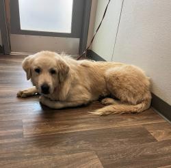 Shelter Stray Male Dog last seen Chattanooga Street, San Diego, CA, 92139, 5500 Gaines St, San Diego, CA 92110, USA