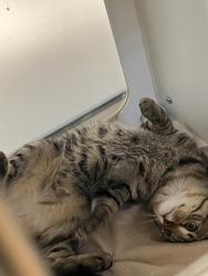 Shelter Stray Male Cat last seen food for less off of euclid, San Diego, CA, 92114, 5500 Gaines St, San Diego, CA 92110, USA
