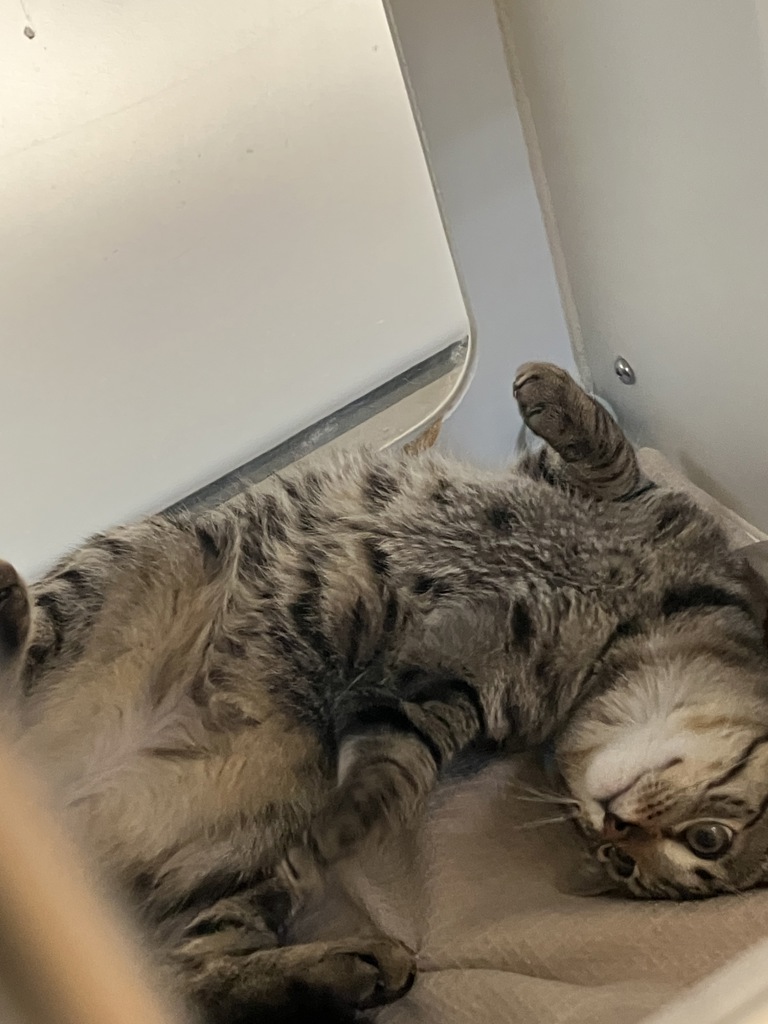 Shelter Stray Male Cat last seen food for less off of euclid, San Diego, CA, 92114, 5500 Gaines St, San Diego, CA 92110, USA