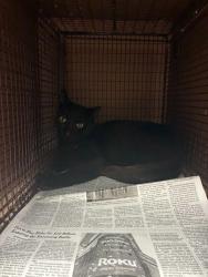 Shelter Stray Male Cat last seen Near Vizquel Loop, DEL VALLE, TX, 78617, 7201 Levander Loop bldg a, Austin, TX 78702, USA