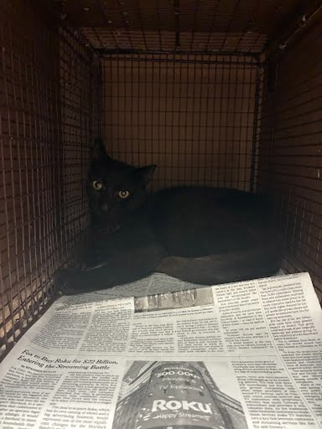 Shelter Stray Male Cat last seen Near Vizquel Loop, DEL VALLE, TX, 78617, 7201 Levander Loop bldg a, Austin, TX 78702, USA