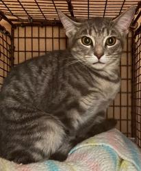 Shelter Stray Female Cat last seen Near Lightsey Street, AUSTIN, TX, 78704, 7201 Levander Loop bldg a, Austin, TX 78702, USA