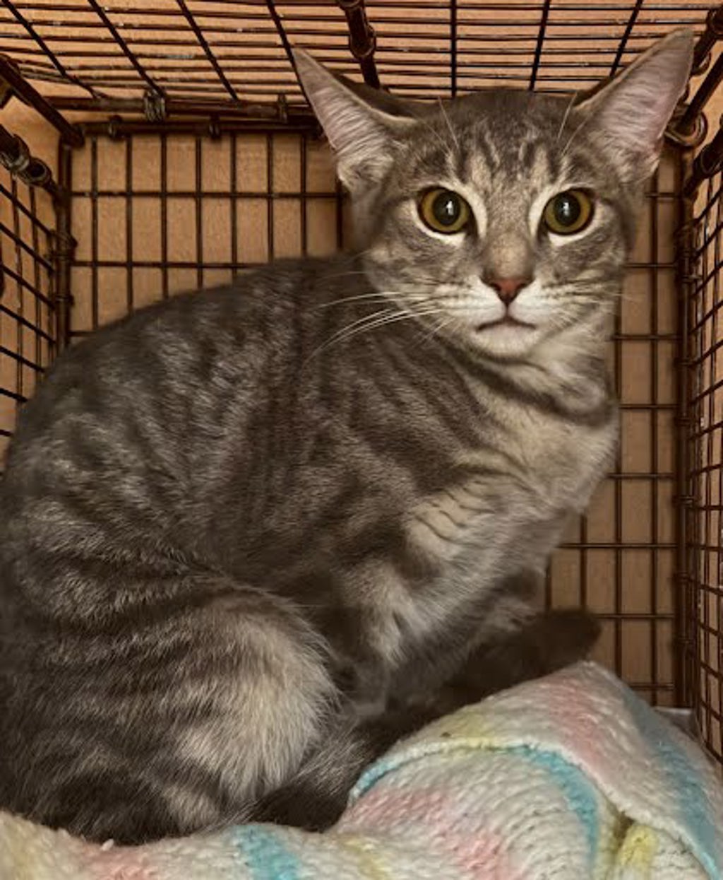 Shelter Stray Female Cat last seen Near Lightsey Street, AUSTIN, TX, 78704, 7201 Levander Loop bldg a, Austin, TX 78702, USA