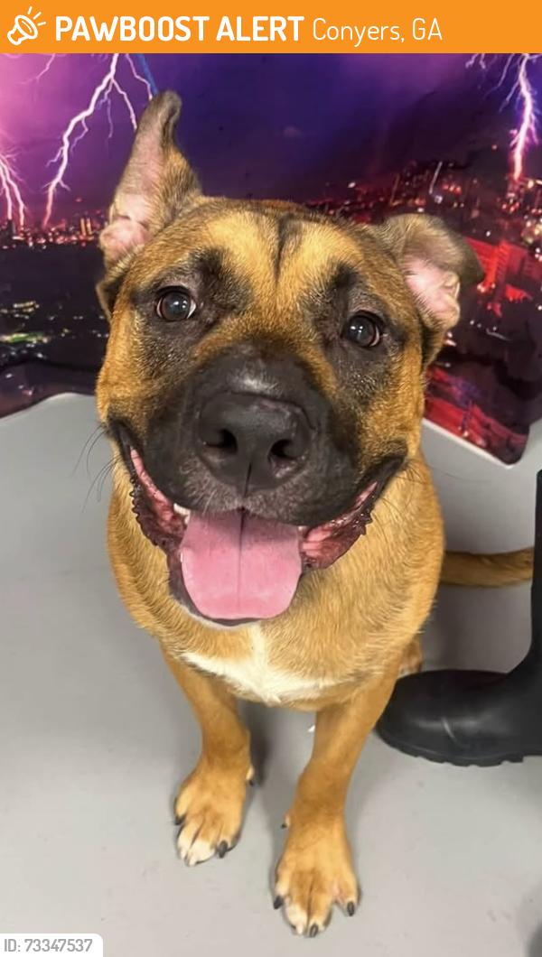 Found/Stray Male Dog last seen Located at Rockdale County Animal Service, 1506 Rockbridge Road, Conyers, GA 30012, Conyers, GA 30012