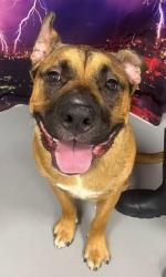 Found/Stray Male Dog last seen Located at Rockdale County Animal Service, 1506 Rockbridge Road, Conyers, GA 30012, Conyers, GA 30012