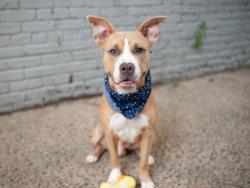 Shelter Stray Male Dog last seen NEW YORK, NY, 10029, 326 E 110th St, New York, NY 10029, USA