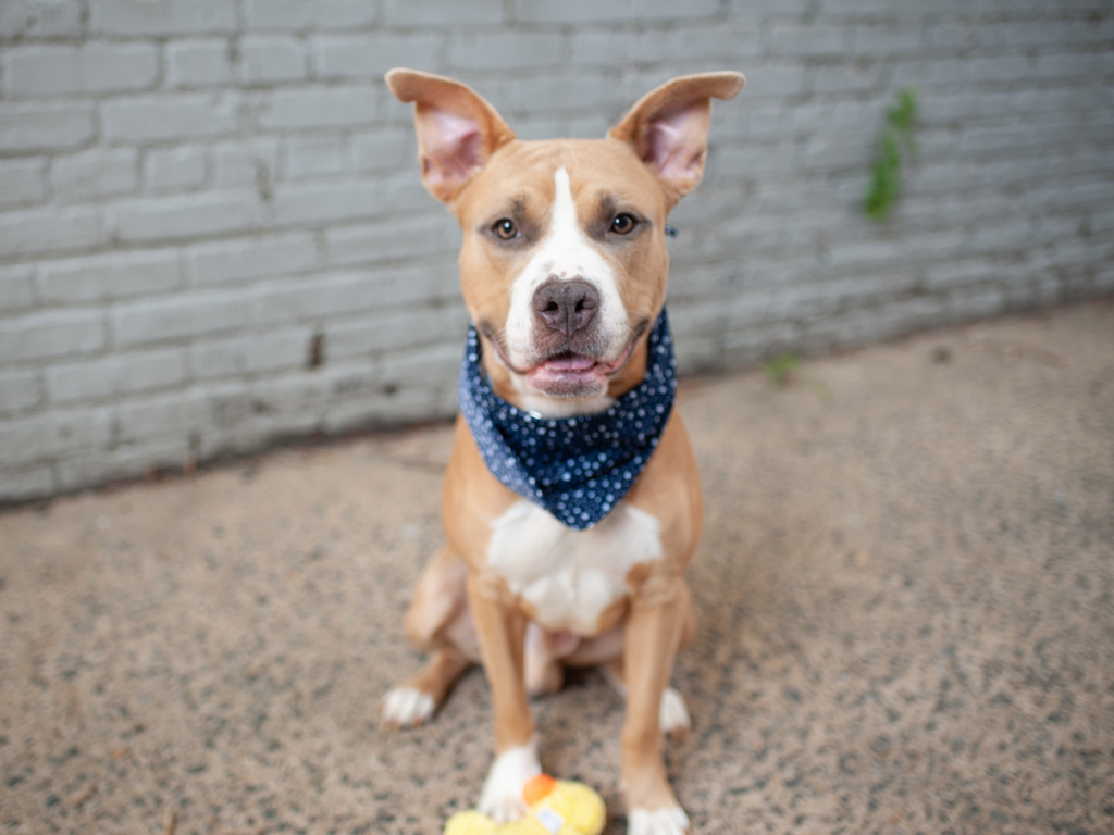 Shelter Stray Male Dog last seen NEW YORK, NY, 10029, 326 E 110th St, New York, NY 10029, USA