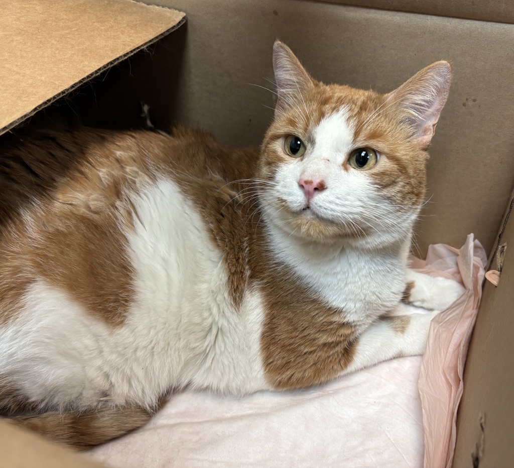 Shelter Stray Male Cat last seen Near Grand Concourse Street, BRONX, NY, 10468, 326 E 110th St, New York, NY 10029, USA