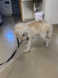 Shelter Stray Male Dog last seen Able Terrace, Chesterfield, VA, 23832, 9300 Public Works Rd, Chesterfield, VA 23832, USA