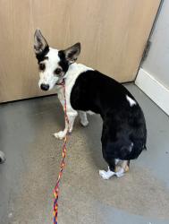 Shelter Stray Female Dog last seen Near W Amelia Earhart Drive, SALT LAKE CITY, UT, 84116, 511 W 3900 S, Salt Lake City, UT 84123, USA
