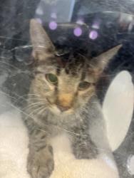 Shelter Stray Female Cat last seen Near E Downington Avenue, SALT LAKE CITY, UT, 84115, 511 W 3900 S, Salt Lake City, UT 84123, USA