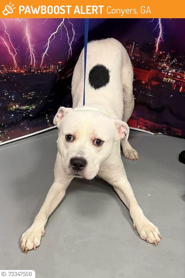 Found/Stray Male Dog last seen Located at Rockdale County Animal Service, 1506 Rockbridge Road, Conyers, GA 30012, Conyers, GA 30012