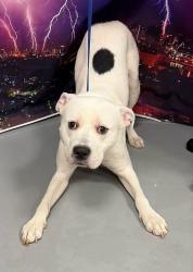 Found/Stray Male Dog last seen Located at Rockdale County Animal Service, 1506 Rockbridge Road, Conyers, GA 30012, Conyers, GA 30012