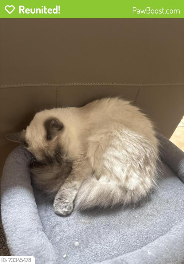 Reunited Female Cat last seen Lomas and Nakomis, Albuquerque, NM 87112