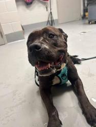 Found/Stray Male Dog last seen Located at Rockdale County Animal Service, 1506 Rockbridge Road, Conyers, GA 30012, Conyers, GA 30012