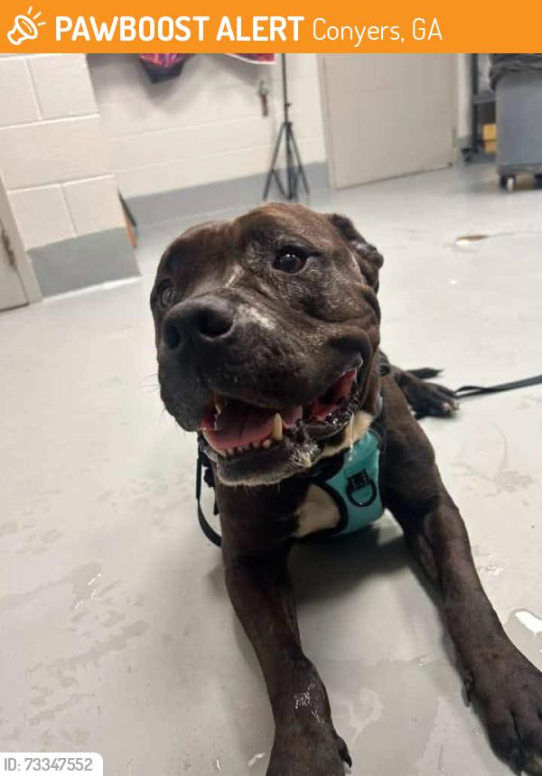 Found/Stray Male Dog last seen Located at Rockdale County Animal Service, 1506 Rockbridge Road, Conyers, GA 30012, Conyers, GA 30012