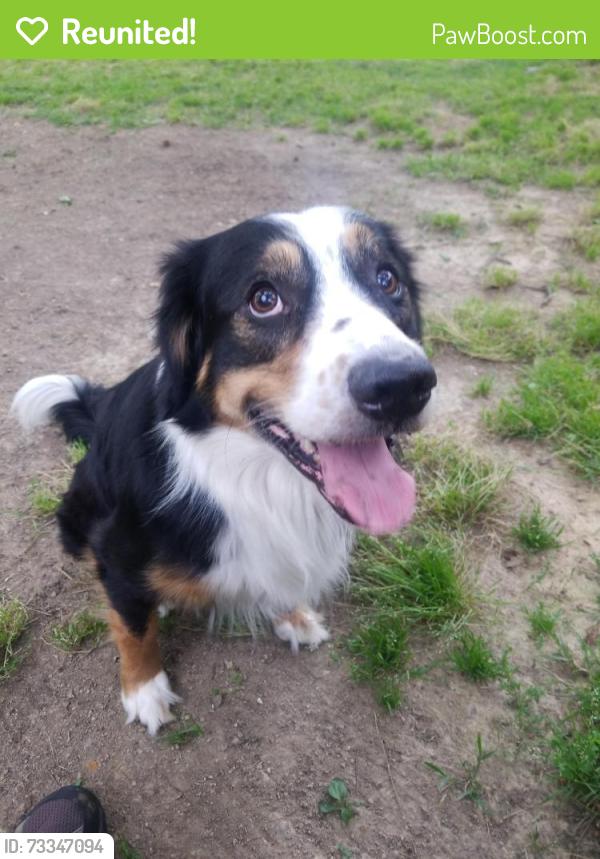 Reunited Male Dog last seen Neshoba and kirby, Memphis, TN 38120
