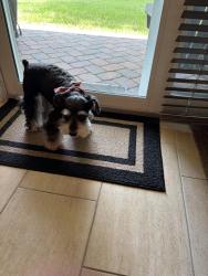Reunited Female Dog last seen Heron Bay, Coral Springs, FL 33076