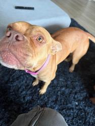 Lost Female Dog last seen Downtown Miami, Miami, FL 33132