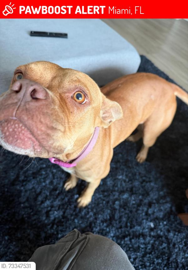 Lost Female Dog last seen Downtown Miami, Miami, FL 33132