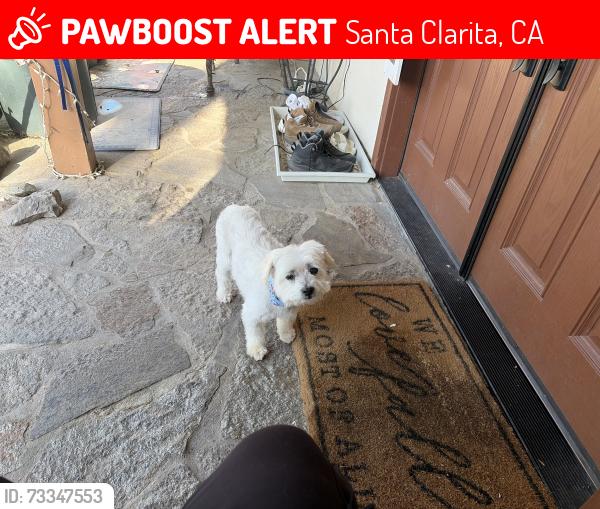 Lost Male Dog last seen Bouquet cyn rd Santa clarit, Santa Clarita, CA 91350