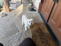 Lost Male Dog last seen Bouquet cyn rd Santa clarit, Santa Clarita, CA 91350