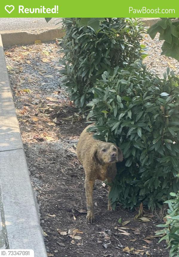 Reunited Unknown Dog last seen Cloudburst drive, Sevierville, TN 37862