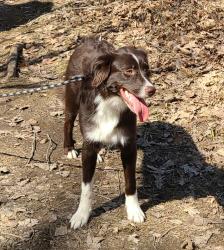 Reunited Male Dog last seen Basten St and University Ave, Green Bay, WI 54302