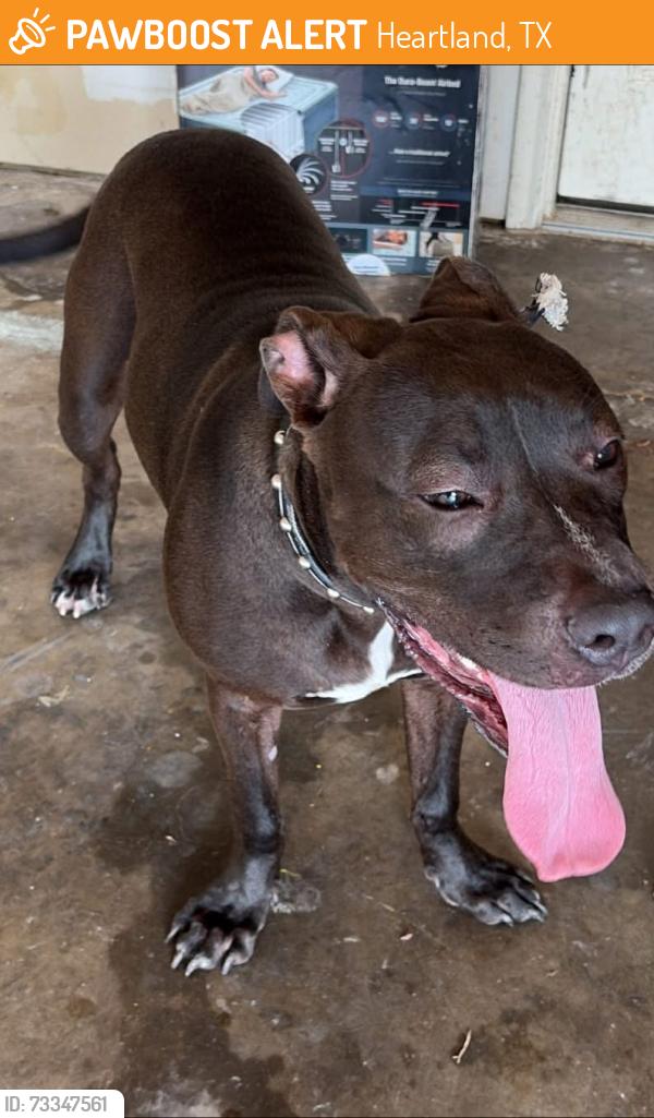 Found/Stray Male Dog last seen old glory and abbey rd, Heartland, TX 75126