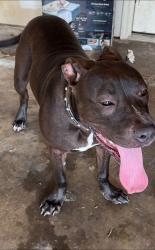 Found/Stray Male Dog last seen old glory and abbey rd, Heartland, TX 75126