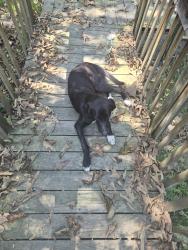 Found/Stray Male Dog last seen Bates Pike, Old Fort, TN 37362