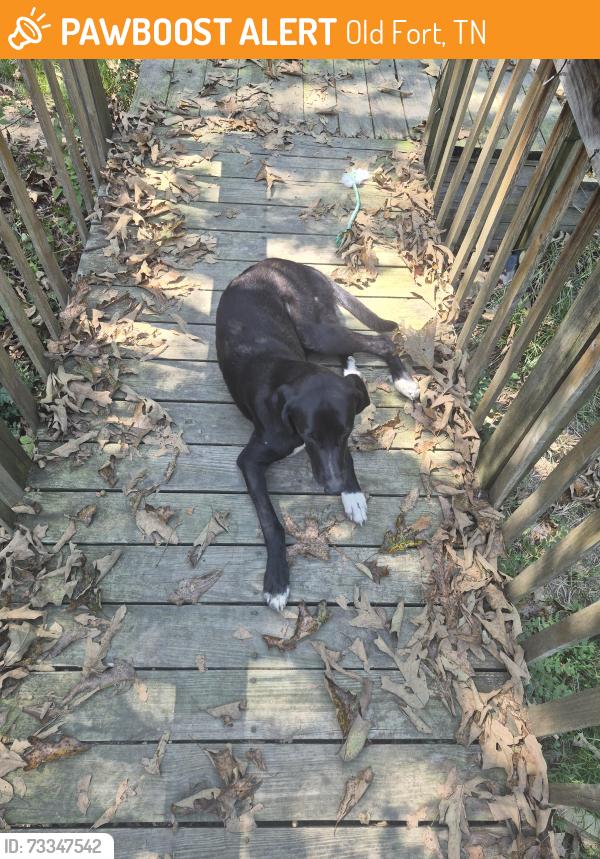Found/Stray Male Dog last seen Bates Pike, Old Fort, TN 37362