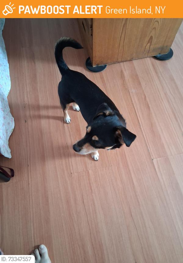 Found/Stray Male Dog last seen Hudson Ave, Green Island, NY 12183